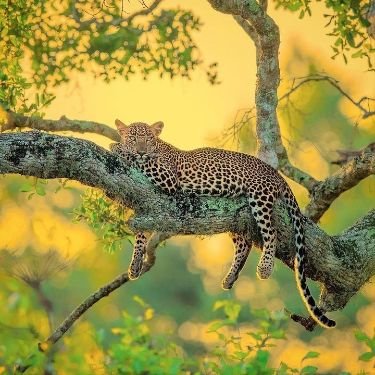 Yala Wildlife Safari