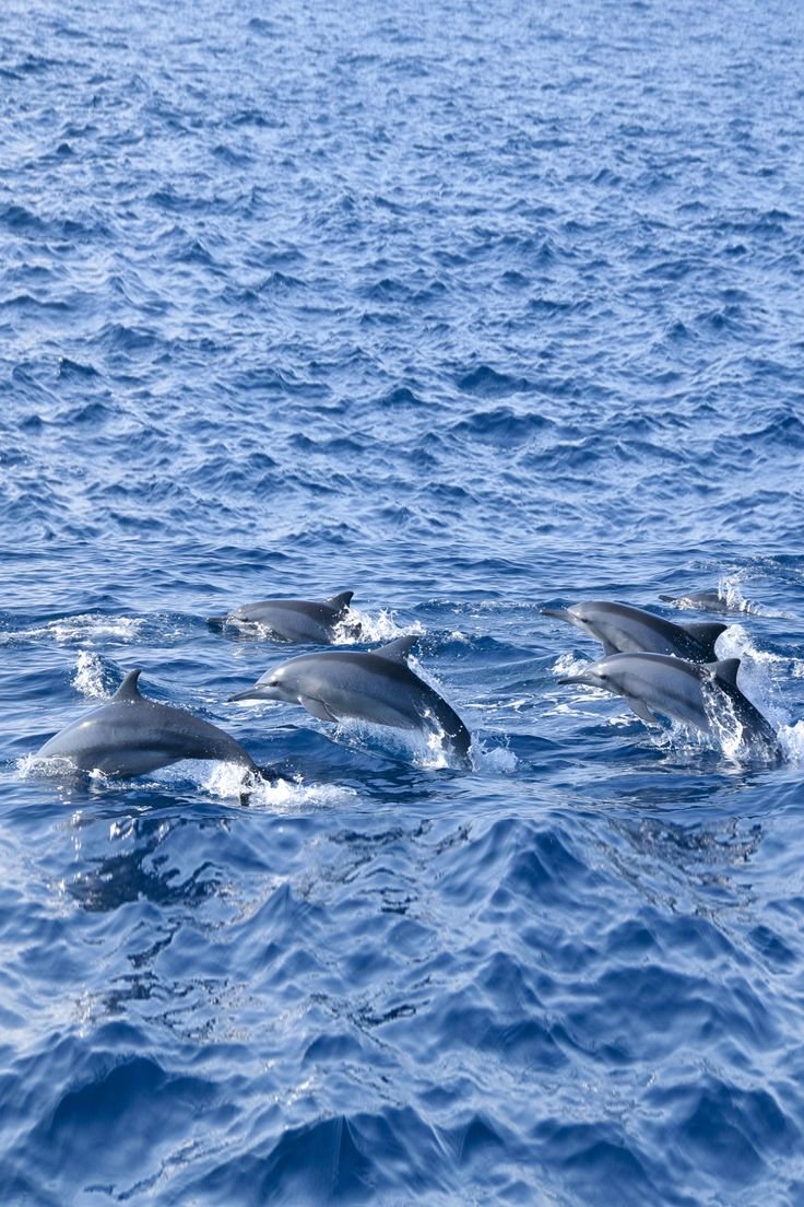Whale Watching Expedition